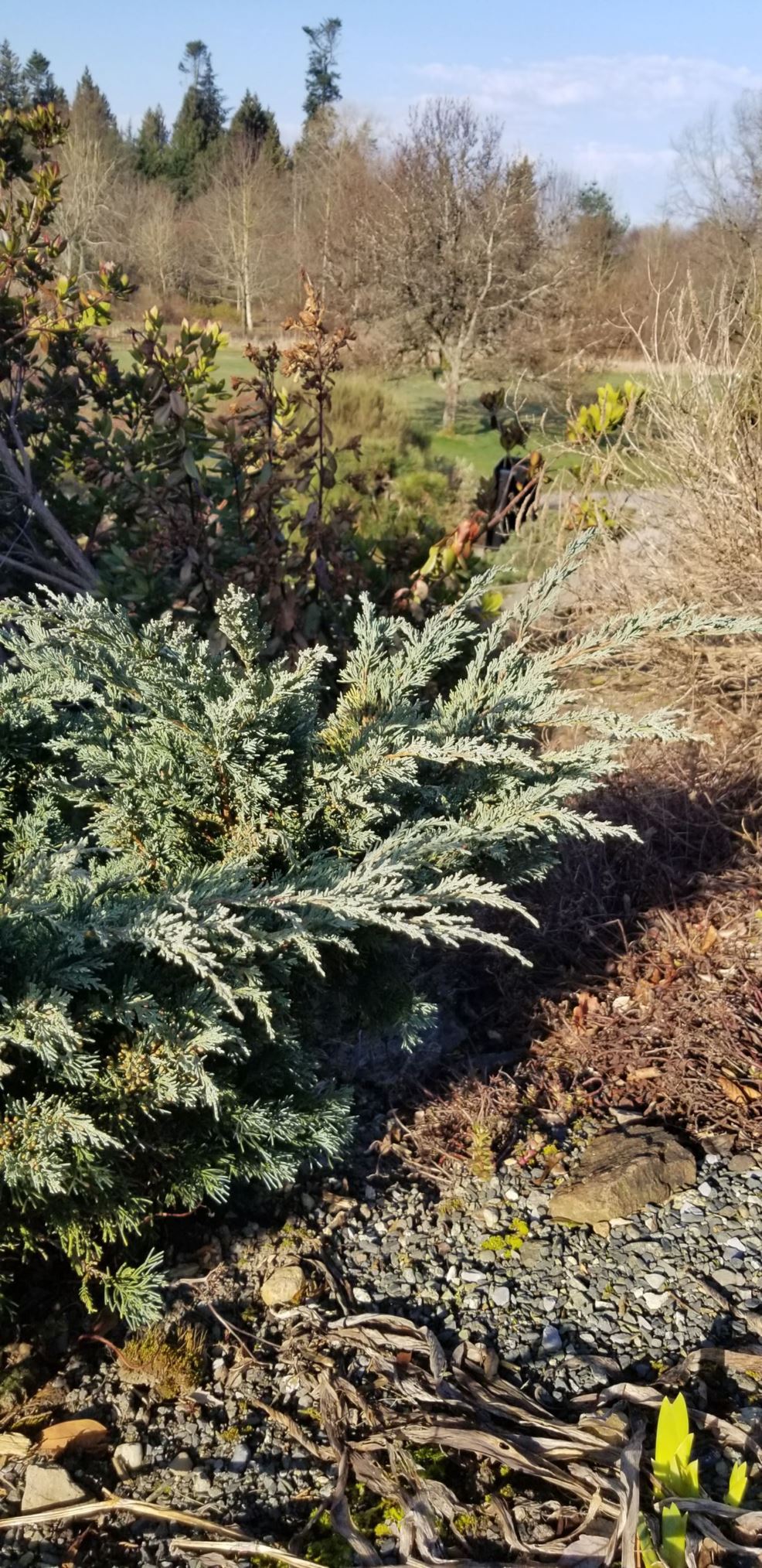 Juniperus chinensis var. sargentii - Sargent juniper