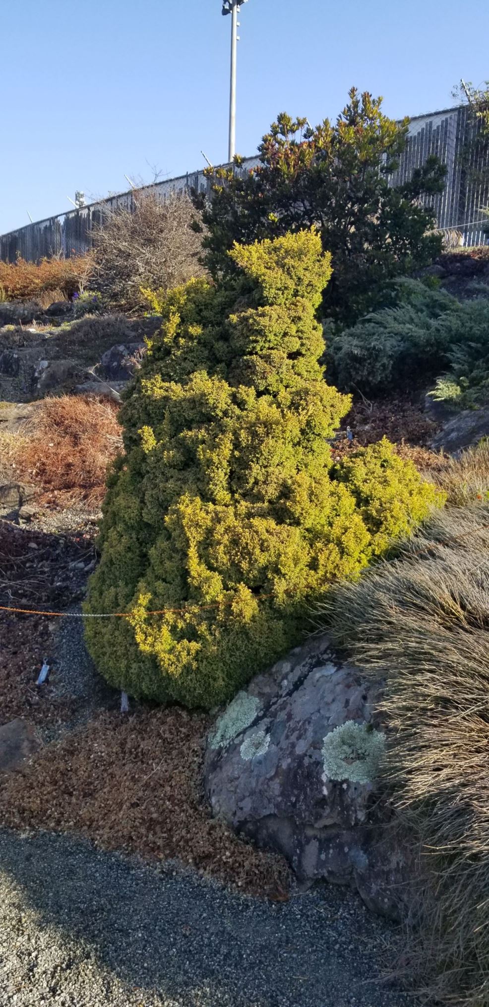 Chamaecyparis pisifera 'Plumosa Juniperoides Aurea' - sawara cypress
