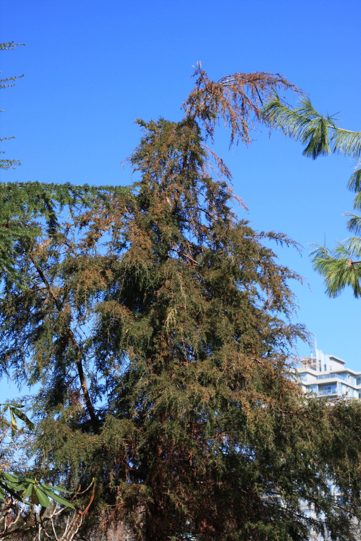 Cupressus torulosa - Himalayan cypress