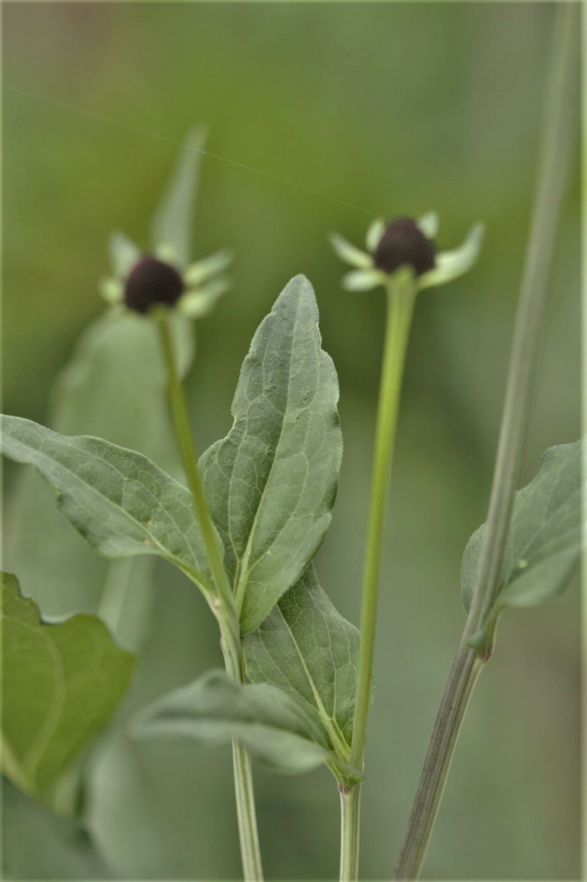 Rudbeckia occidentalis - western coneflower