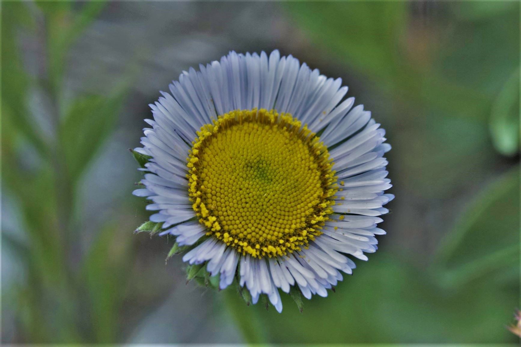 Erigeron glaucus - seaside fleabane