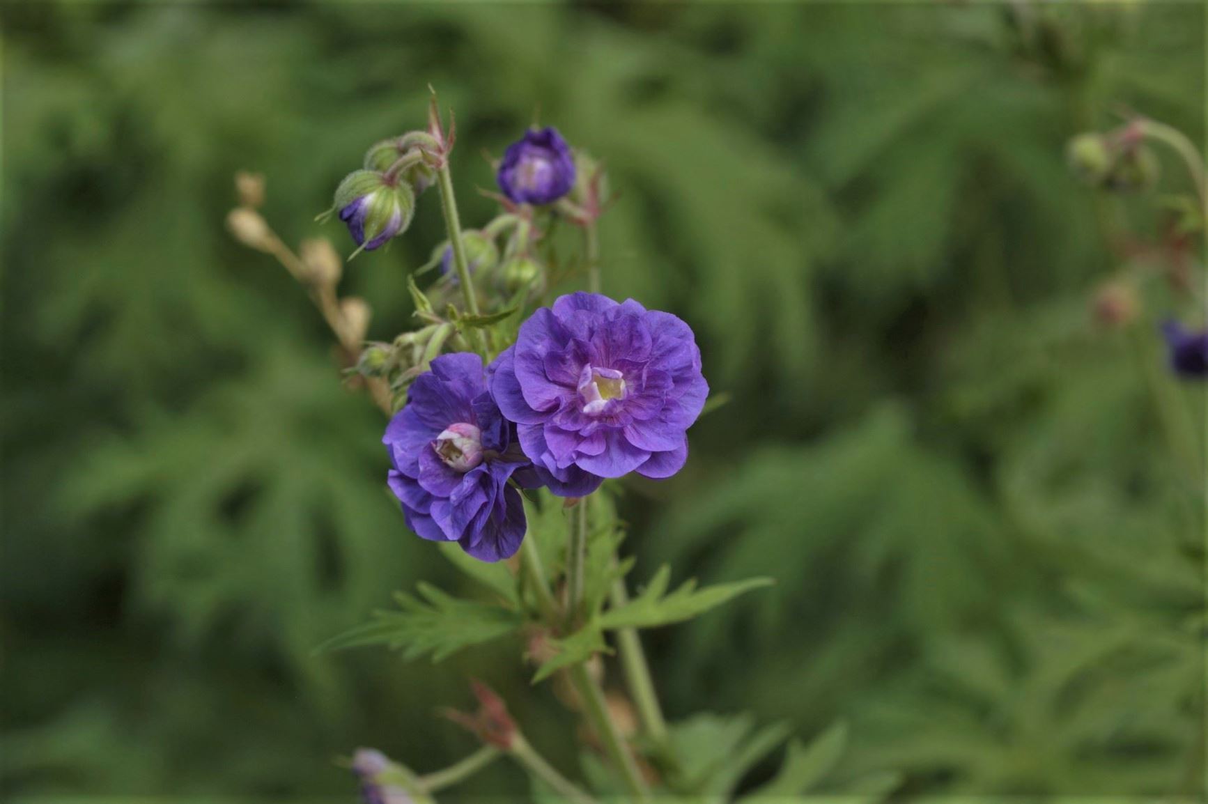 Geranium pratense 'Plenum Violaceum' - meadow cranesbill