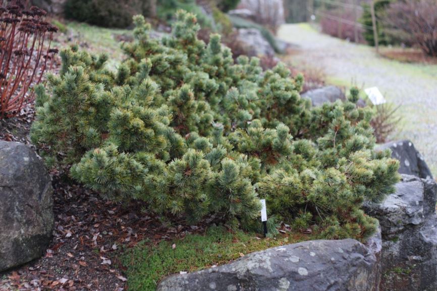 Pinus pumila 'Glauca' - dwarf Siberian stone pine