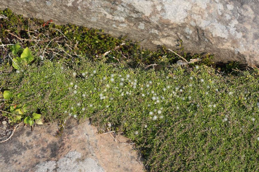 Coprosma petriei - turfy coprosma