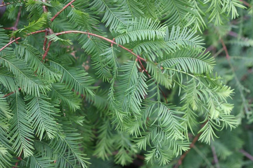 Metasequoia glyptostroboides - dawn redwood | UBC Botanical Garden