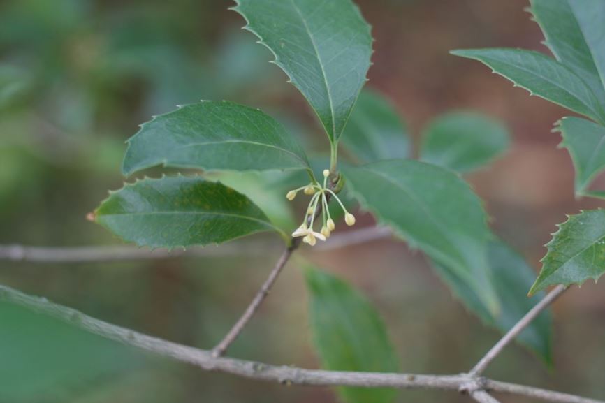 Osmanthus × fortunei - hybrid tea olive