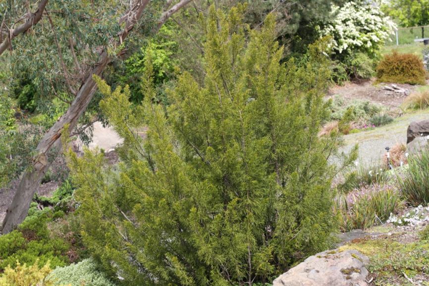 Halocarpus bidwillii - bog pine