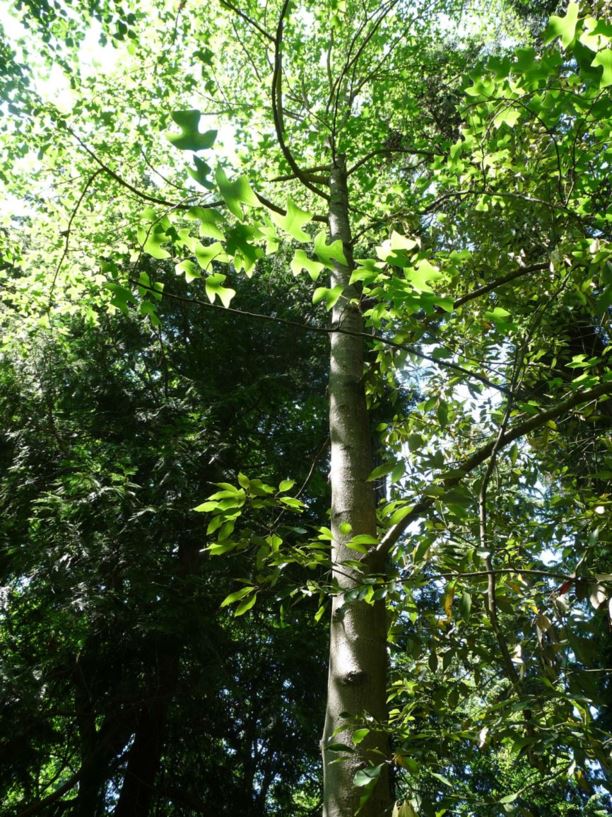 Liriodendron chinense - Chinese tulip poplar