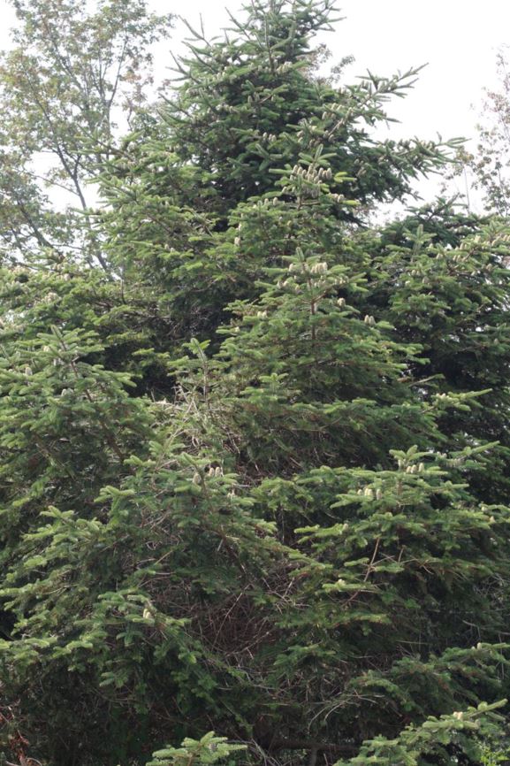 Abies chensiensis - Shensi fir