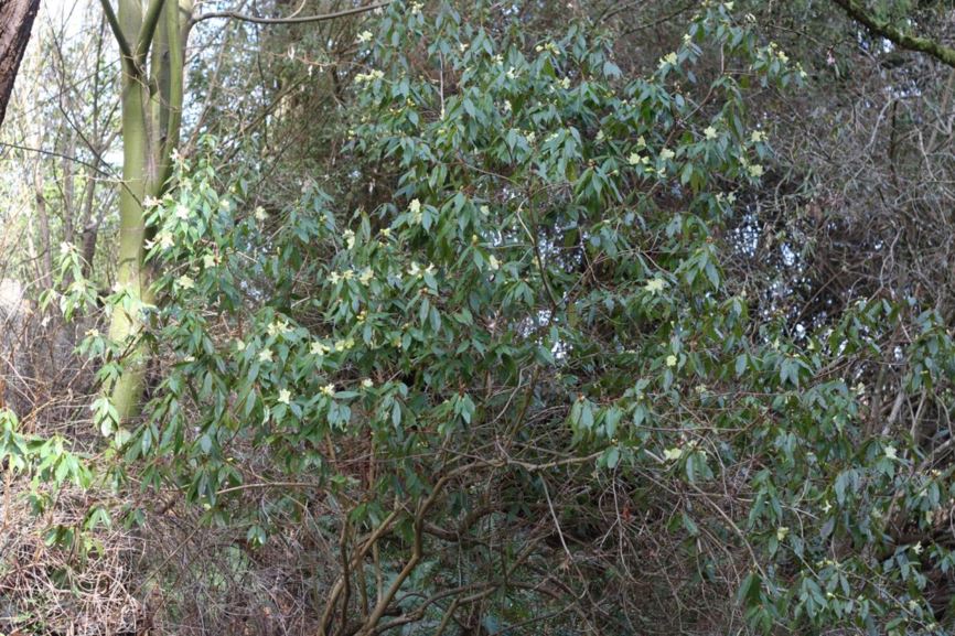 Rhododendron lutescens 'Bagshot Sands'