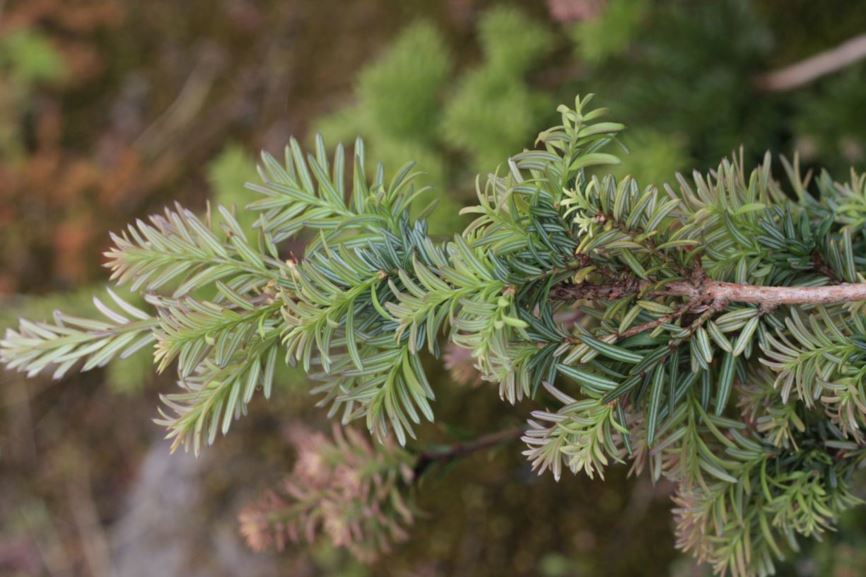 Saxegothaea conspicua - Prince Albert's yew | UBC Botanical Garden