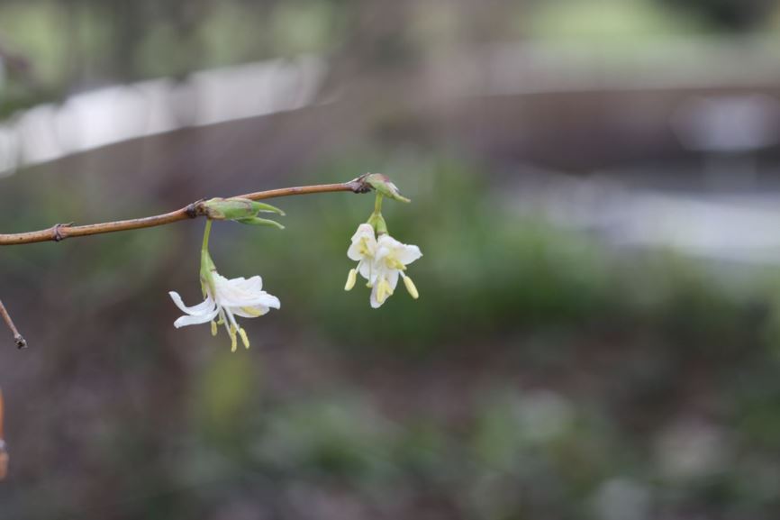 Lonicera × purpusii 'Winter Beauty' - shrubby honeysuckle