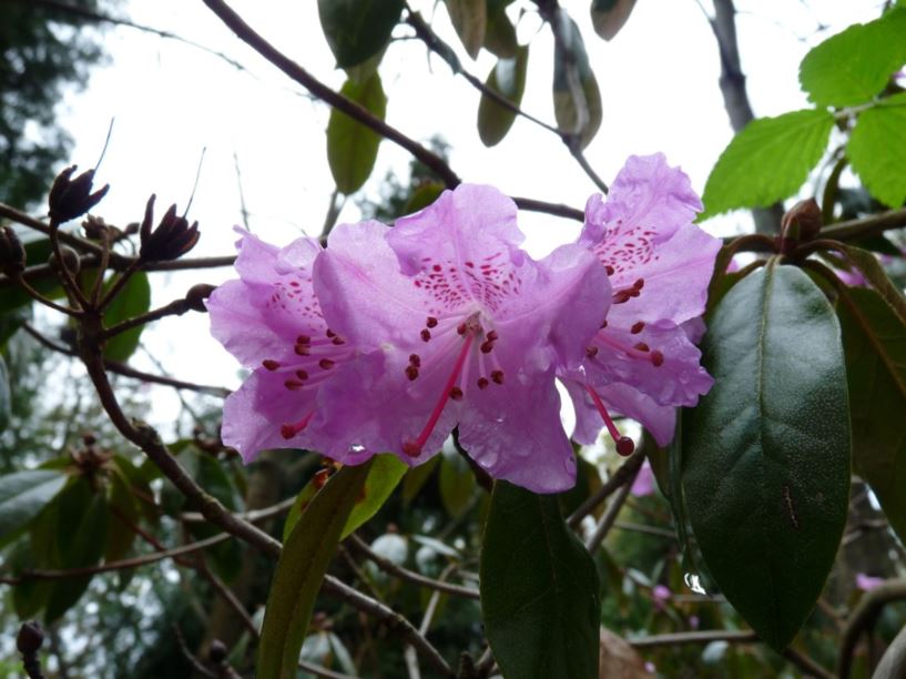 Rhododendron rubiginosum