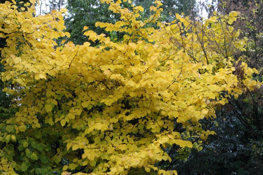 Lindera obtusiloba - Japanese spicebush | UBC Botanical Garden