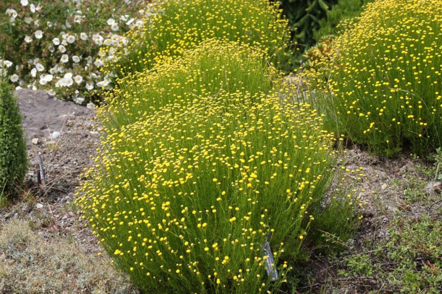 Santolina rosmarinifolia subsp. rosmarinifolia - green cotton lavender, holy flax