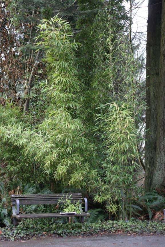 Semiarundinaria fastuosa - narihira bamboo
