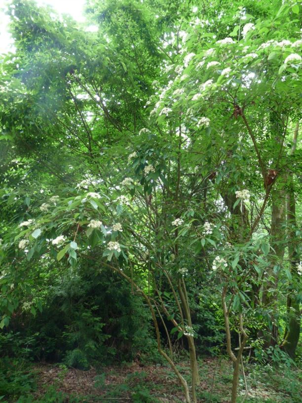 Hydrangea heteromalla - Himalayan tree hydrangea