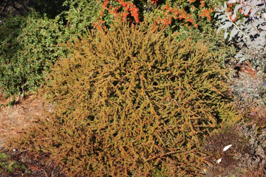 Podocarpus nivalis 'Otari' - alpine totara