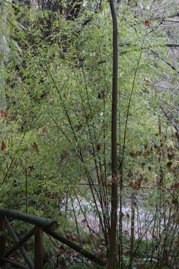 Phyllostachys bambusoides - giant timber bamboo