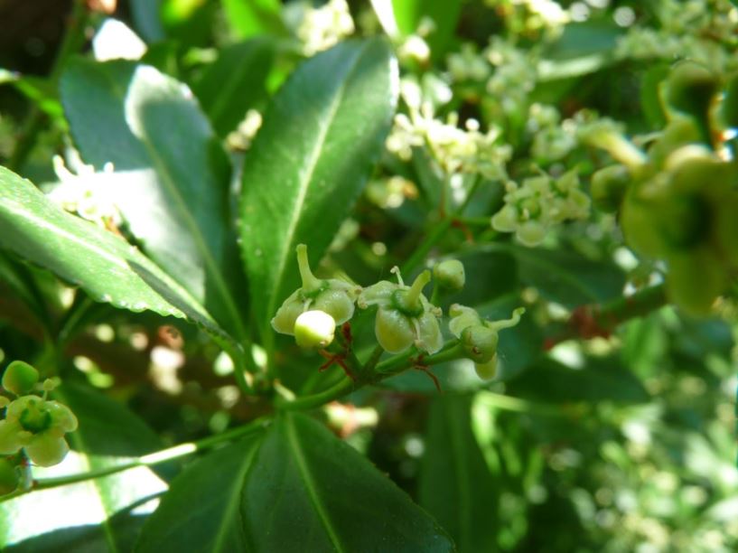 Euonymus fortunei var. fortunei - wintercreeper