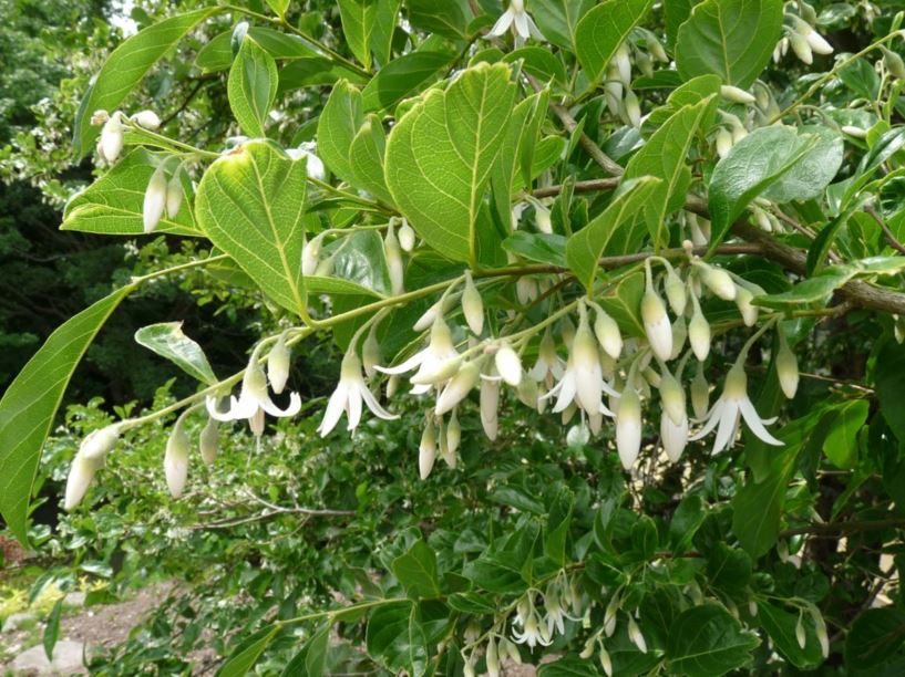 Styrax confusus - Chinese snowbell