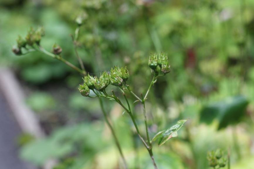 Peltoboykinia tellimoides - peltoboykinia, yawato-so | UBC Botanical Garden