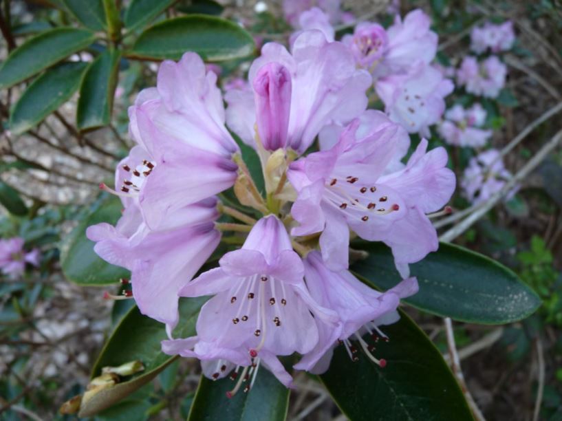 Rhododendron wallichii