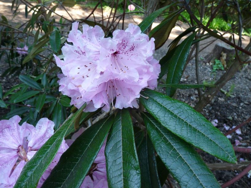 Rhododendron coeloneurum