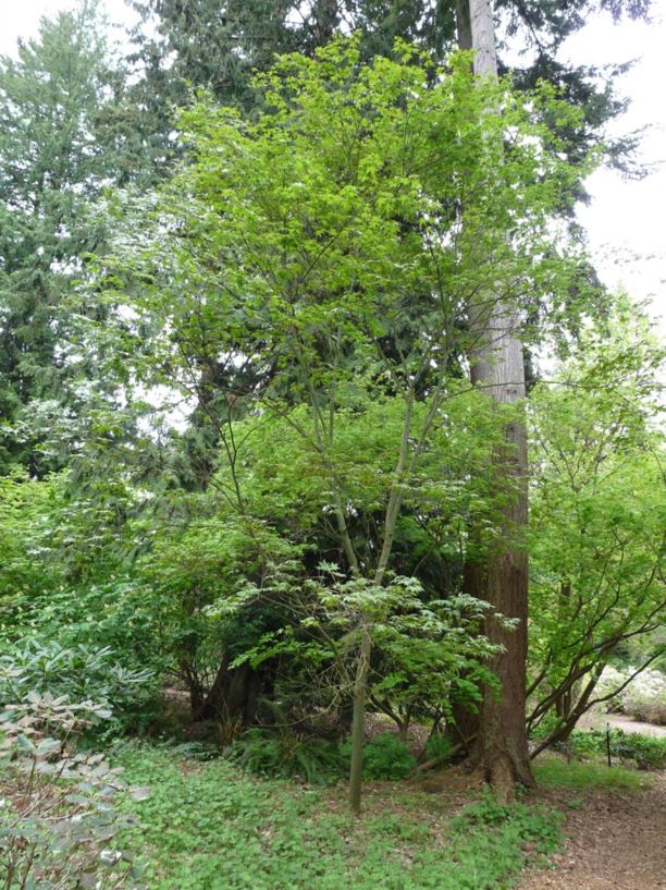 Acer serrulatum - Taiwan green maple