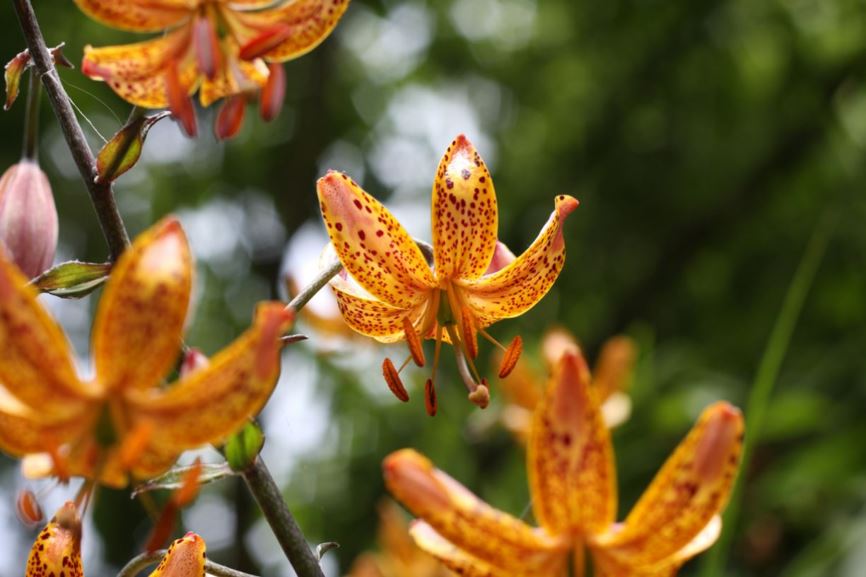 Lilium martagon - Turk's cap lily