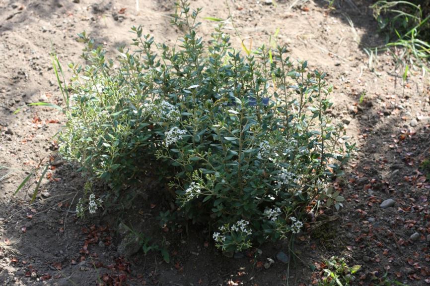Olearia × haastii - Haast daisy bush