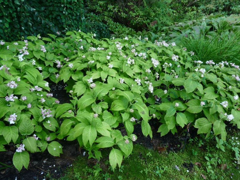 Hydrangea bifida - two-lobed deinanthe