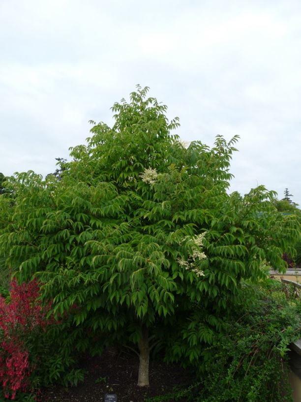 Meliosma oldhamii var. oldhamii - Oldham's meliosma