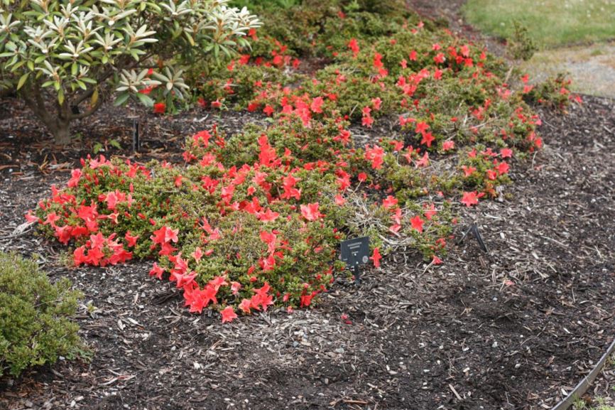 Rhododendron nakaharae - Section Tsutsusi - Nakahara azalea