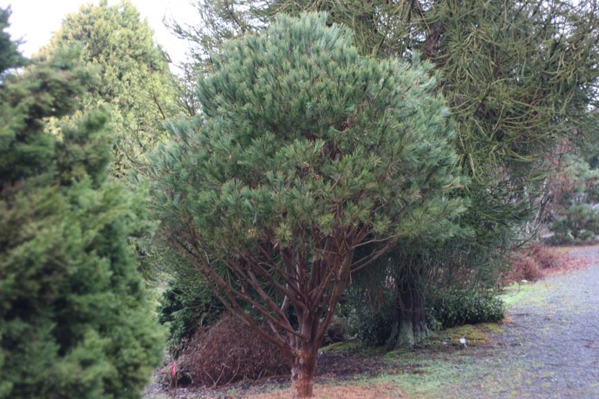 Pinus densiflora 'Umbraculifera' - Tagyoushou pine
