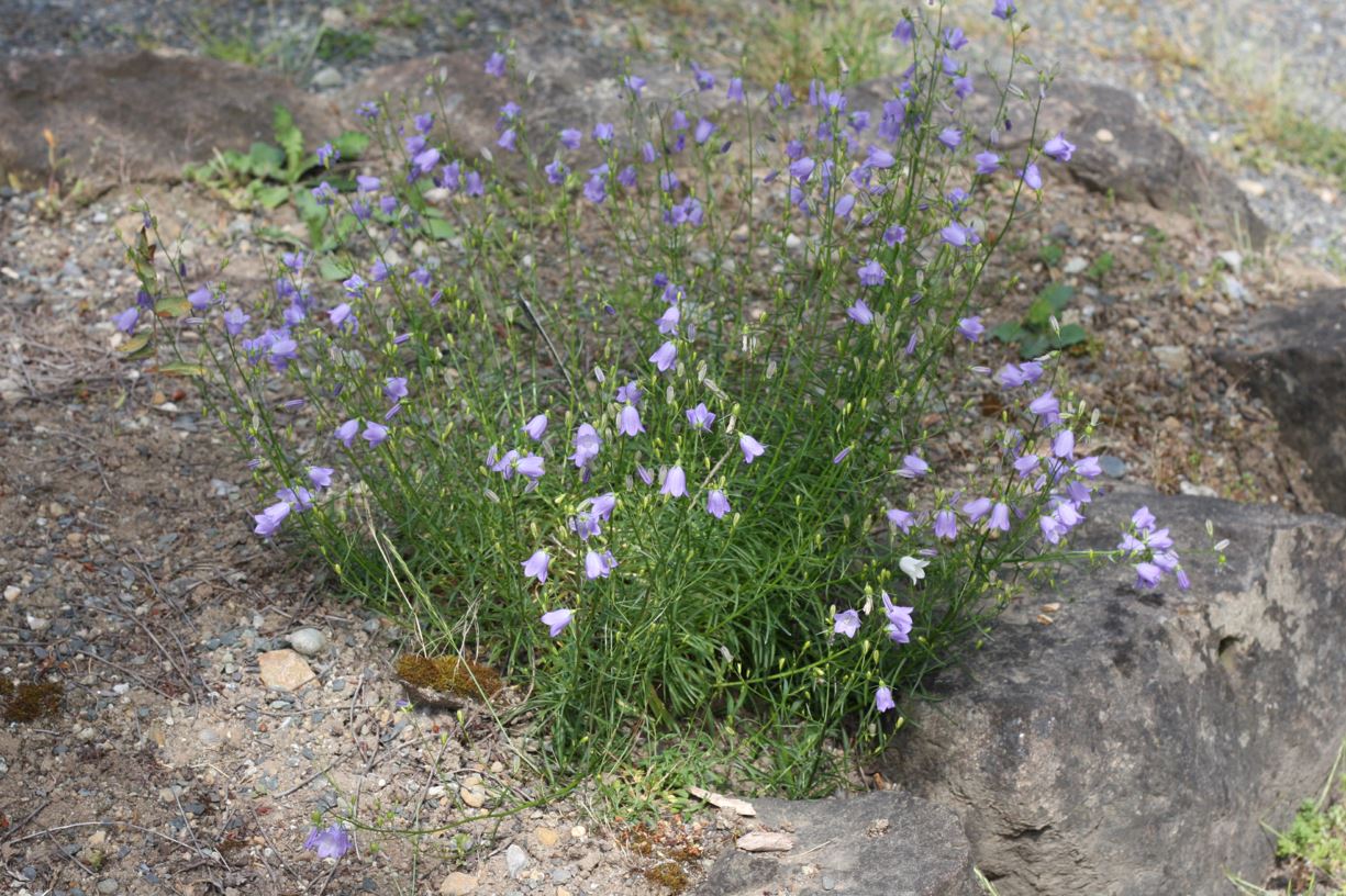 Campanula rotundifolia - harebell