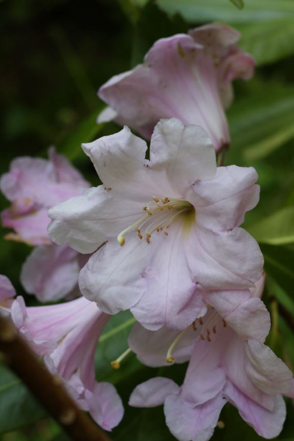 Rhododendron maoerense