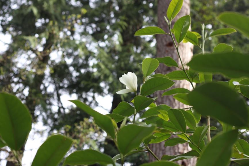Magnolia maudiae - Section Michelia - Maud’s michelia