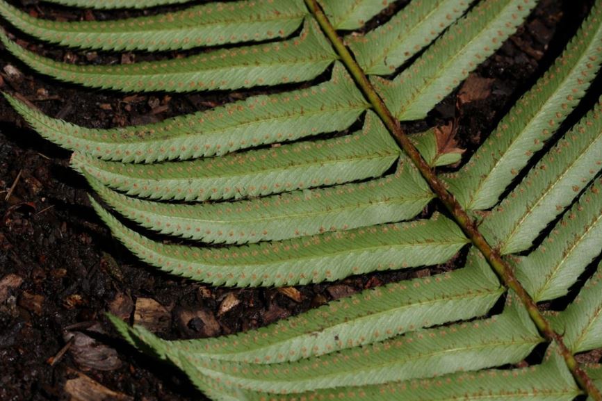 Polystichum munitum - sword fern