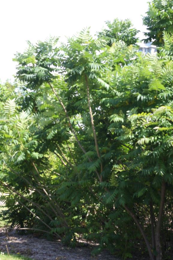 Rhus typhina - staghorn sumac