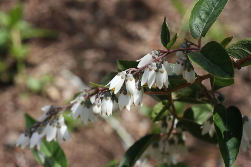 Deutzia pulchra - deutzia | UBC Botanical Garden