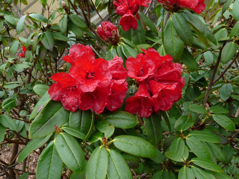 Rhododendron barbatum - bristly-stalk rhododendron