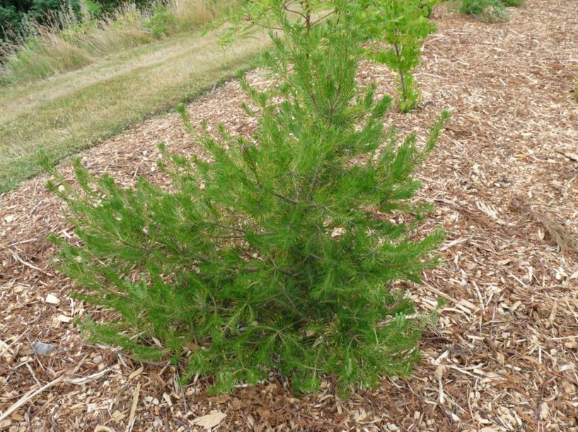 Pinus virginiana - scrub pine, Virginia pine